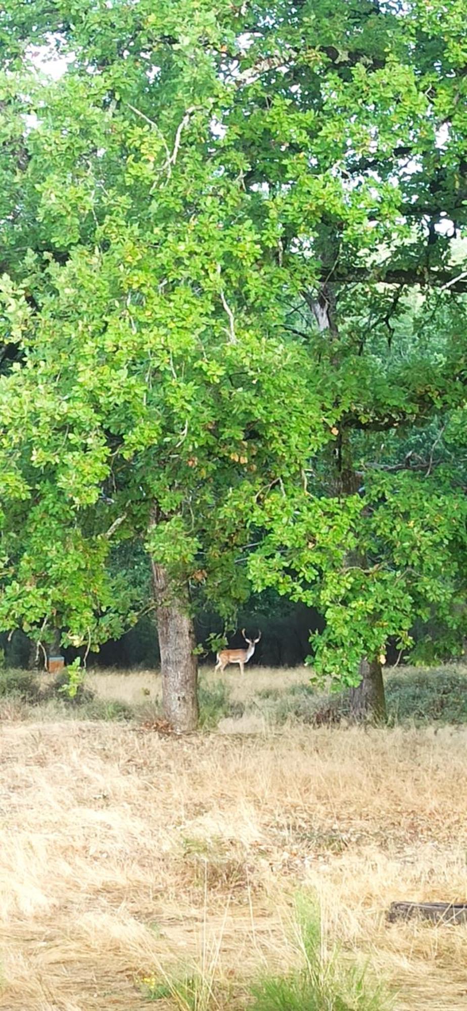 Tente de luxe Eco Ceiba
